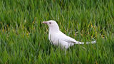 White Raven ; comments:4