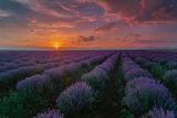 Lavender dreams ; comments:12