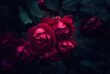 Roses ; comments:8