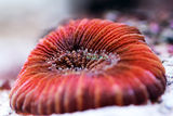 трахифилия корал ; Коментари:6