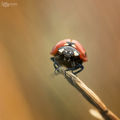 Ladybird ; comments:9