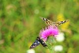 пъстри пеперуди ; comments:6
