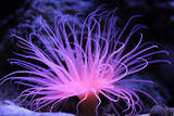 Tube Anemone ; comments:12