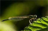 Dragonfly crossed by the evening light ; comments:6