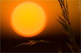 Orange sunset over a strand of grass ; comments:18