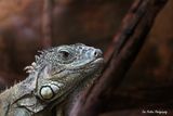 reptiles ; comments:6