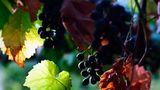 grapevines ; comments:5