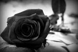 Black rose ; comments:3