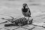 The last august of a sparrow ; comments:54