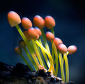 Mycena renati ; comments:16