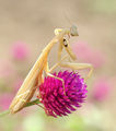 The Mantis ; comments:11