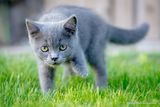 малкия котьо нагази в тревата ; comments:15