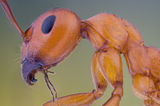 Amber Ant ; comments:29