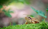 Горска жаба (Rana dalmatina) ; comments:44