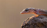Балкански гекон (Cyrtopodion kotschyi) ; comments:51