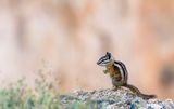 golden-mantled ground squirrel ; comments:20