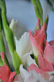 Gladioli 5 ; comments:19