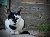 Портрет на котка ; comments:18