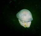 Голяма медуза (Rhizostoma pulmo) ; comments:5