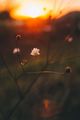 sunset flower ; comments:6