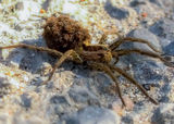 Wolf spider with its babies ; comments:4
