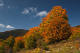 Цветовете на есента ; comments:21