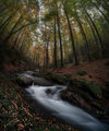 Есен в резерват Стара река ; comments:13
