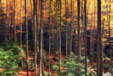 Омагьосваща есенна гора ; Коментари:10