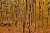 Есен в гората ; Коментари:4