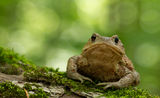 Кафява крастава жаба (Bufo bufo) ; comments:36
