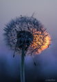 Dandelion sunset ; comments:17