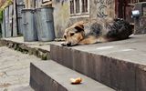 Street Dog ; comments:5