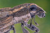 Pea Leaf weevil ; comments:11