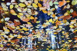 Есенна гора. ; comments:7