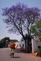 Woman with umbrella and Jacaranda tree ; comments:5