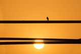 Bird on a Wire ; comments:7