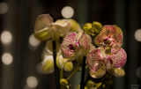 Орхидея ; comments:13