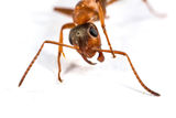 аокото на мравката ; Коментари:4