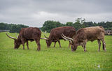 Woburn Safari Park ; comments:11