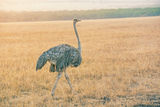 Ostrich female (Struthio massaicus) ; comments:2