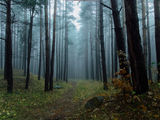 Мъгла в гората ; Коментари:10