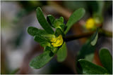 *** Т У Ч Е Н И Ц А  (Portulaca oleracea) *** ; comments:25