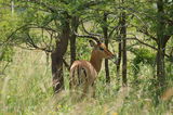 Africa Kenya National Park ; comments:4