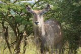 Africa Kenya Nairobi National Park ; comments:2
