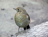 Кос/Turdus merula - Млада ; comments:11