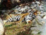 naisha the Siberian Tiger ; comments:3