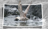 Гигантски Буревестник / Giant Petrel ; comments:22