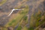 Стерна / Antarctic Tern ; comments:8