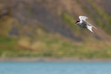 Стерна2 / Antarctic Tern2 ; comments:3