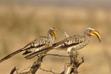 Yellow-billed hornbill ; comments:13